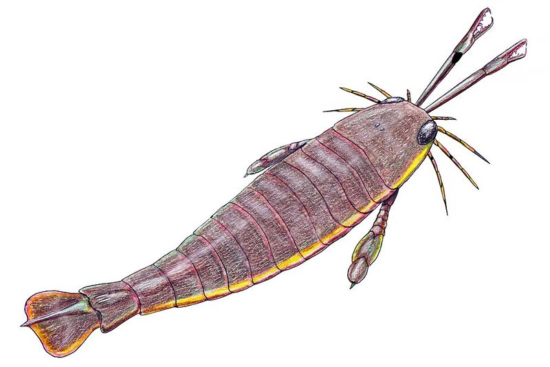 Jaekelopterus Jaekelopterus
