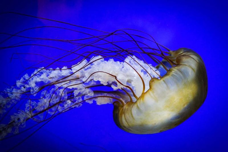 Jellyfish Gallery: Hypnotic, Glowing, and Totally Mesmerizing