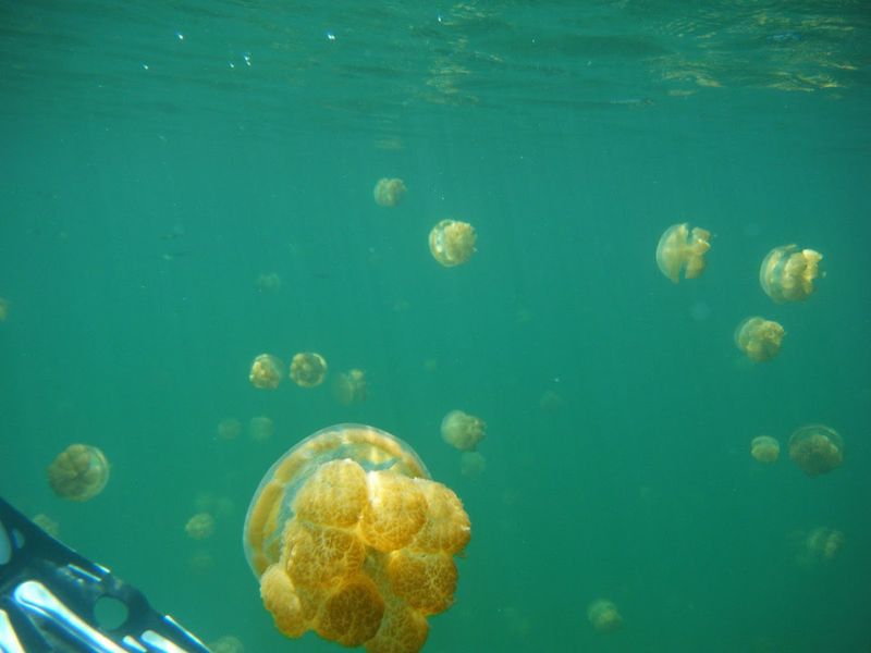 Jellyfish Lake, Palau