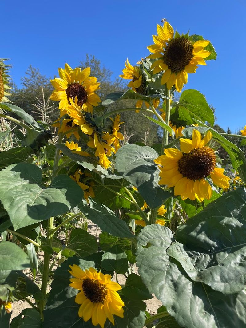 Johnson's Corner Farm In Medford, New Jersey