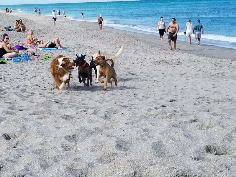 Jupiter Dog Beach, Jupiter