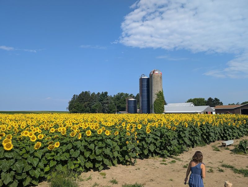 Just How Many Sunflowers Are We Talking About