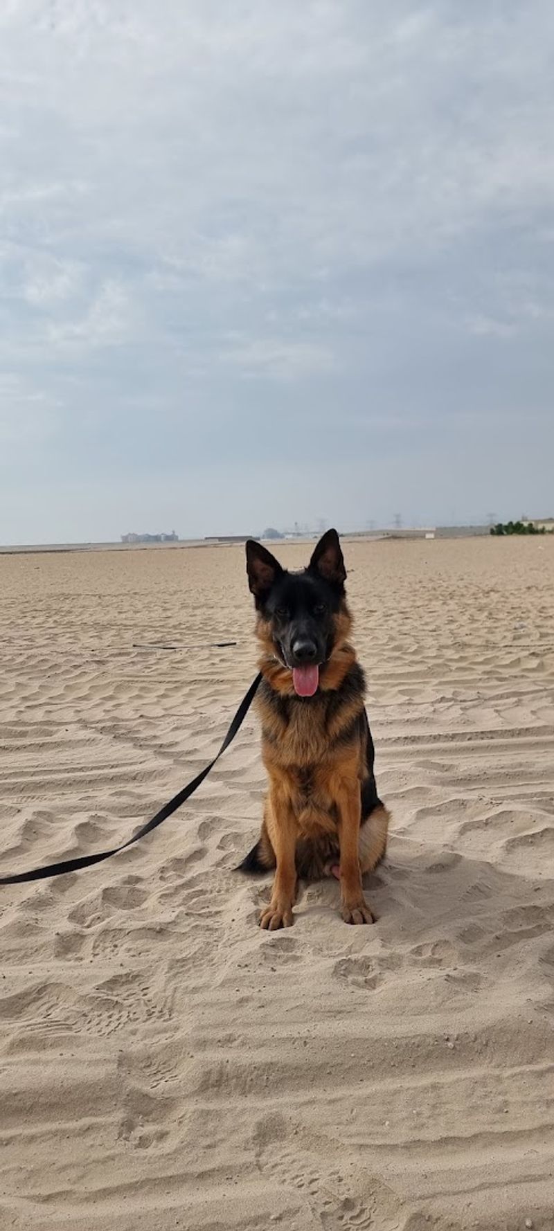 K9 Friends, Dubai, United Arab Emirates K9 Friends, Dubai, United Arab Emirates