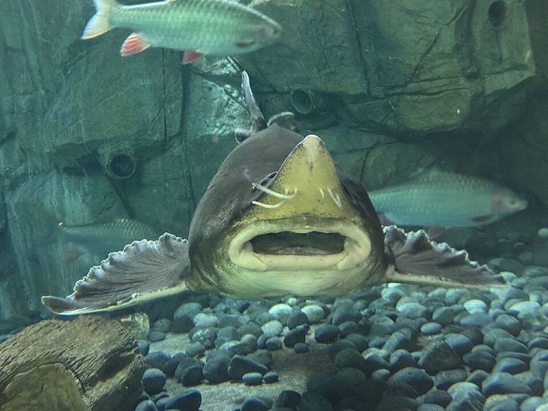 Kaluga Sturgeon (Huso dauricus) Kaluga Sturgeon (Huso dauricus)
