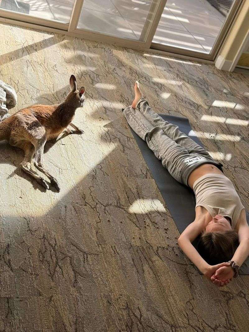 Kangaroo Yoga Classes Kangaroo Yoga Classes