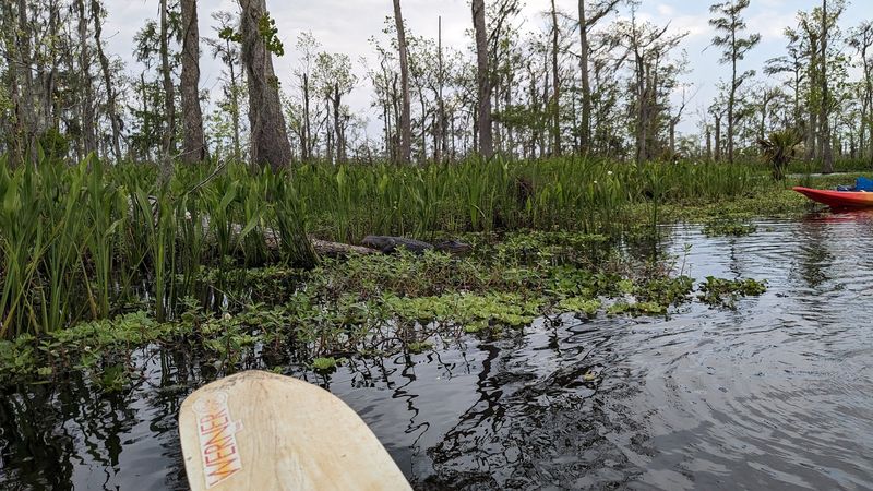 Kayaking the Quiet Edges of the Lake