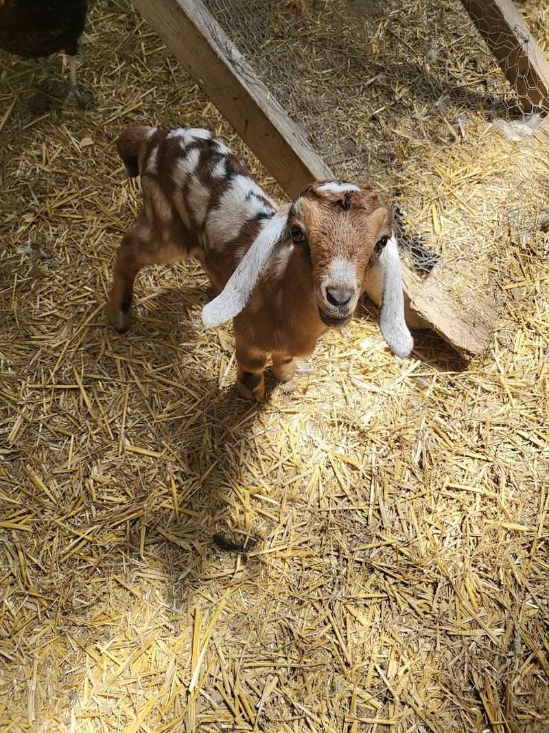 Kidding Season: Baby Goats, Wobbly Legs, and the Moment the Farm Feels Like Magic Kidding Season: Baby Goats, Wobbly Legs, and the Moment the Farm Feels Like Magic