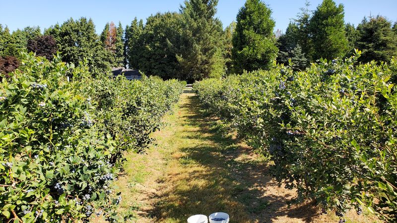 Klock Farm — Corbett, Oregon Klock Farm — Corbett, Oregon