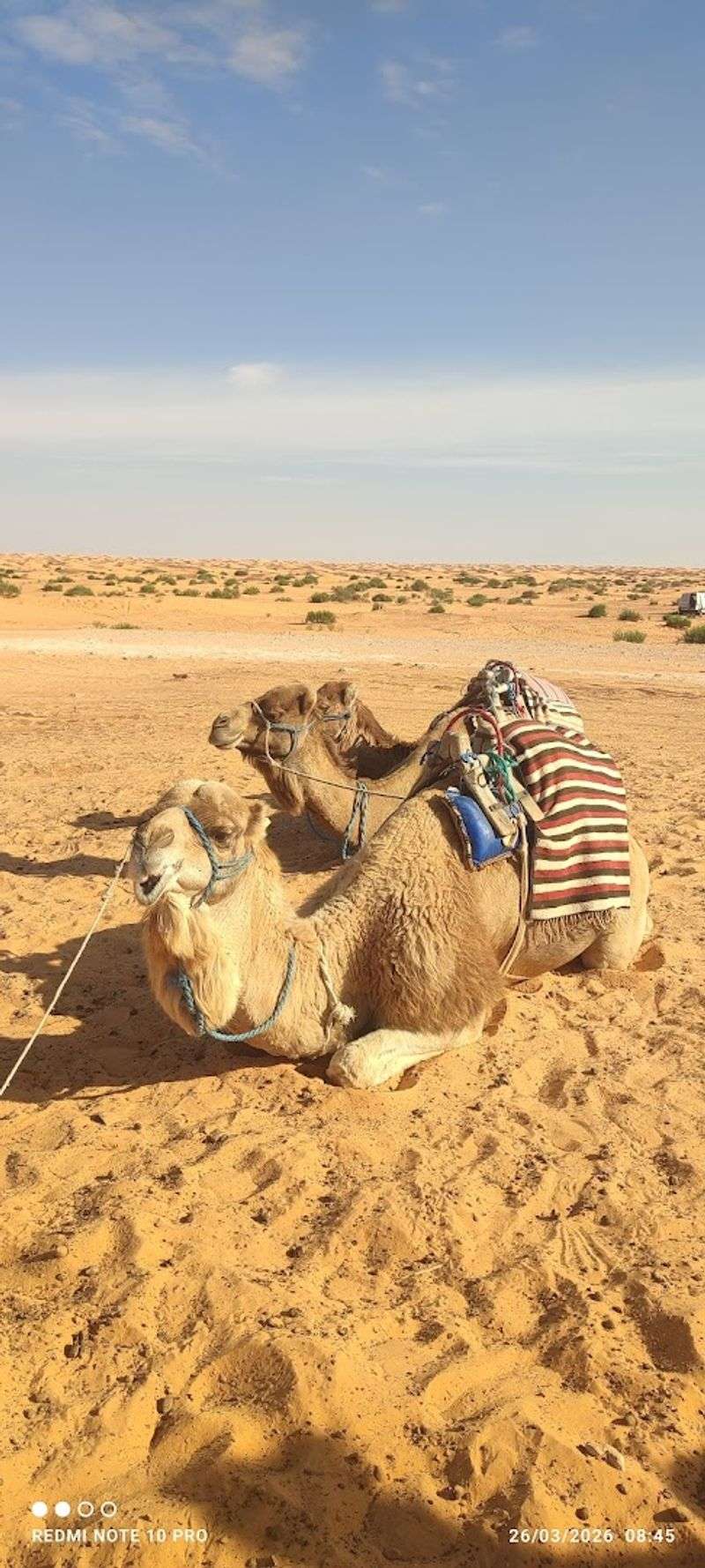 Ksar Ghilane Oasis
