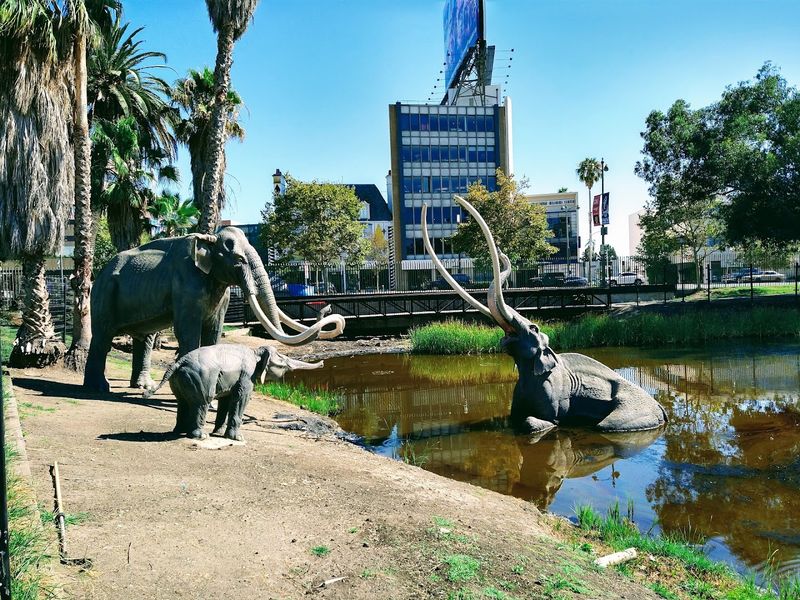 La Brea Tar Pits La Brea Tar Pits