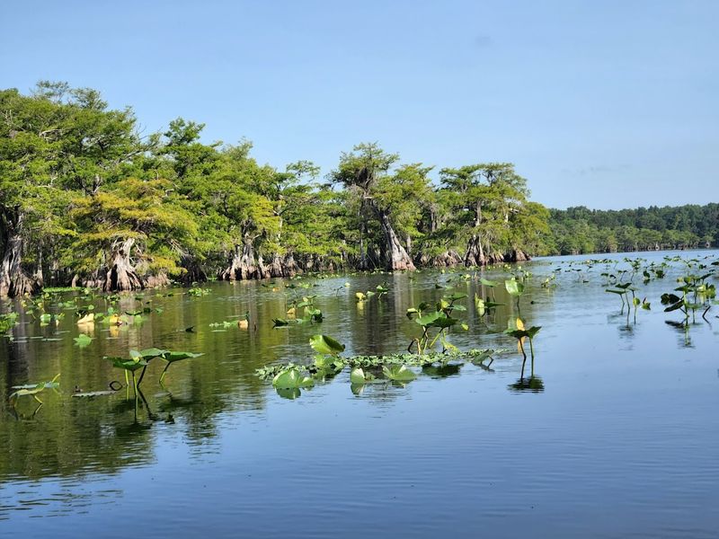 Lake Norris Itself: Cypress Trees and Calm Water Lake Norris Itself: Cypress Trees and Calm Water