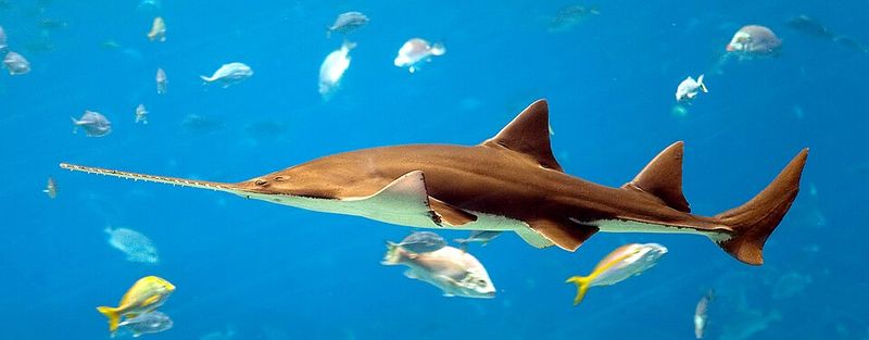 Large-Tooth Sawfish (Pristis pristis) Large-Tooth Sawfish (Pristis pristis)