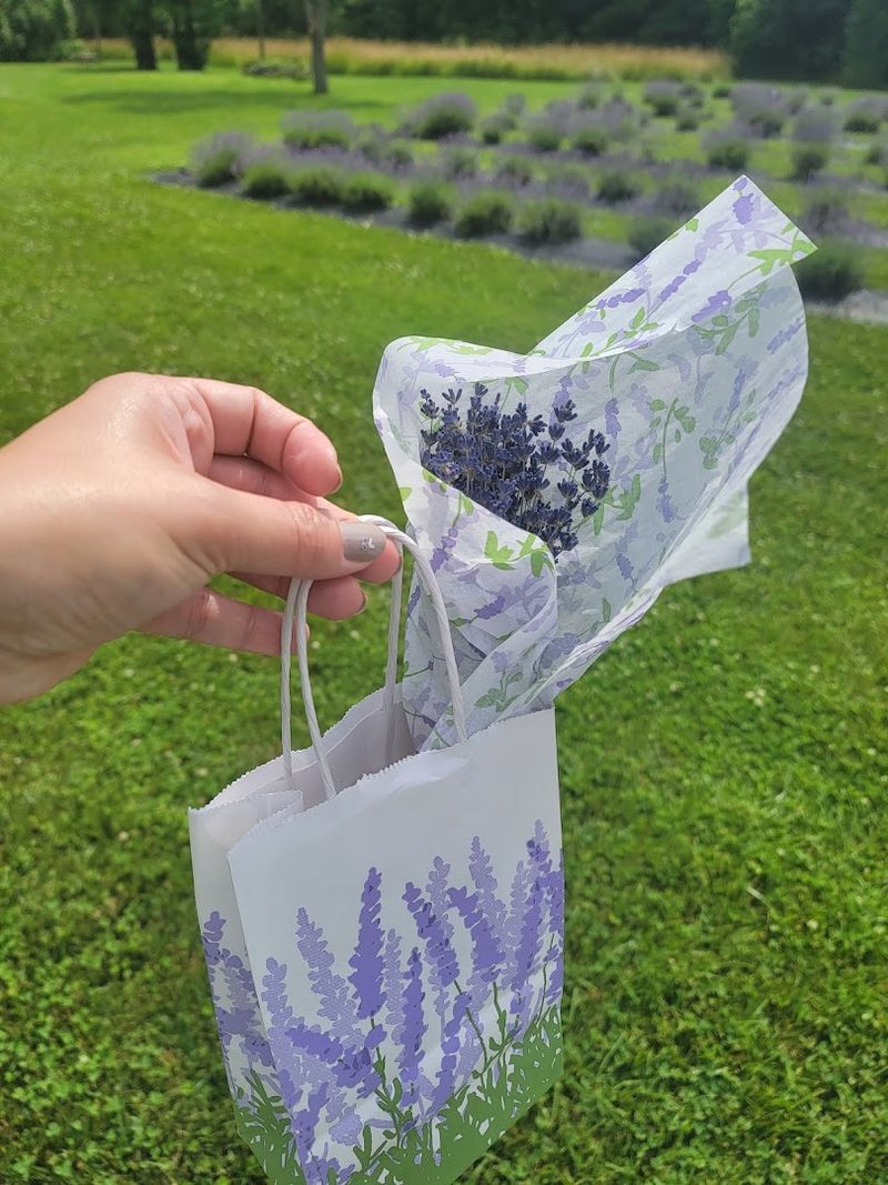 Lavender Plants You Can Actually Take Home Lavender Plants You Can Actually Take Home