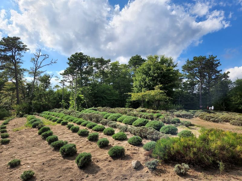 Lavender Varieties and What the Farm Grows Lavender Varieties and What the Farm Grows