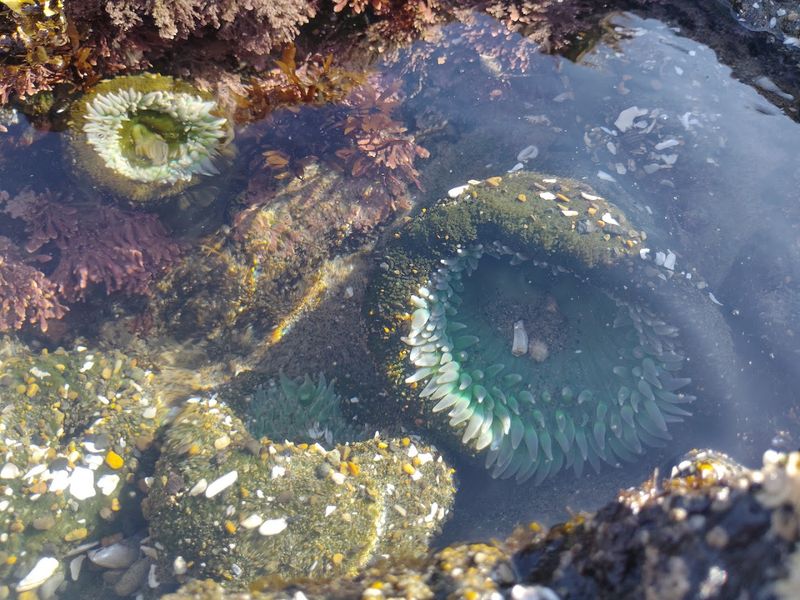 Lincoln City, Oregon — Tide Pools, Beaches, and Glass Float Hunting Lincoln City, Oregon — Tide Pools, Beaches, and Glass Float Hunting