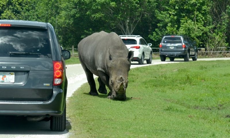 Lion Country Safari Drive-Through in Loxahatchee