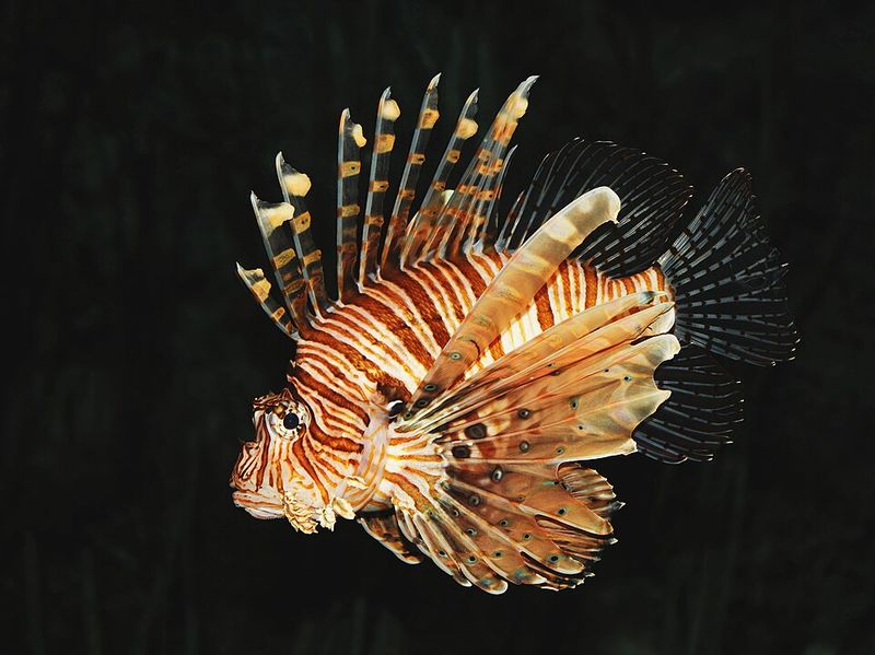 Lionfish Lionfish