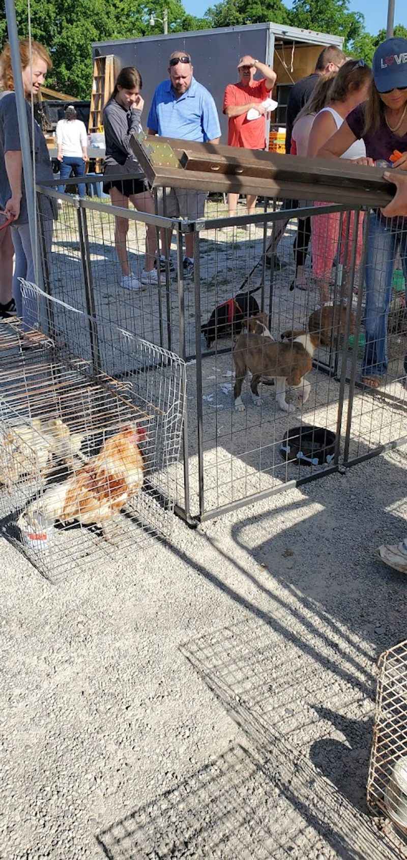 Live Animals and the Sections That Surprise First-Timers Live Animals and the Sections That Surprise First-Timers