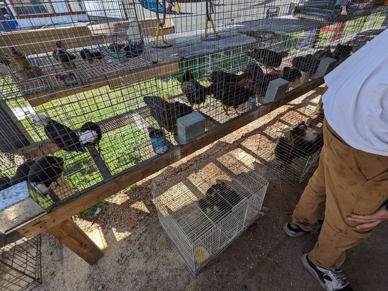 Live Chickens and Unexpected Surprises