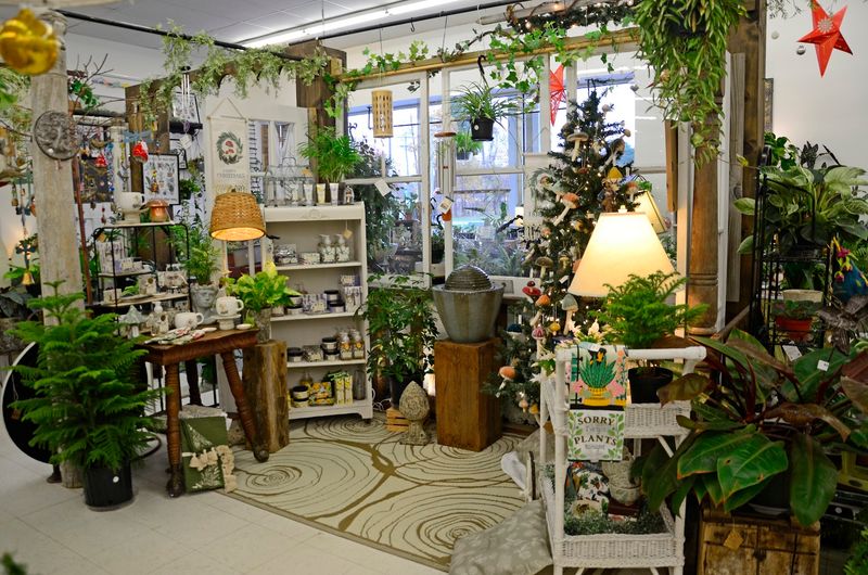 Live Plants and the Beloved Succulent Room