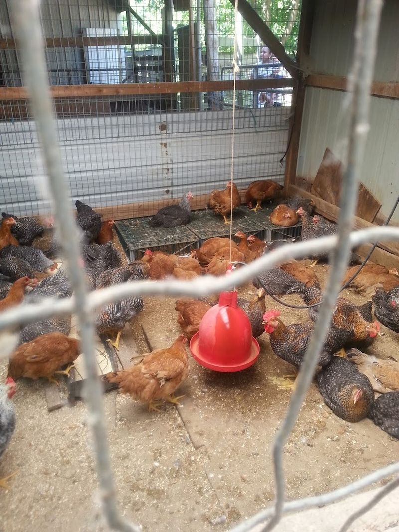 Live Poultry You Can Actually Choose
