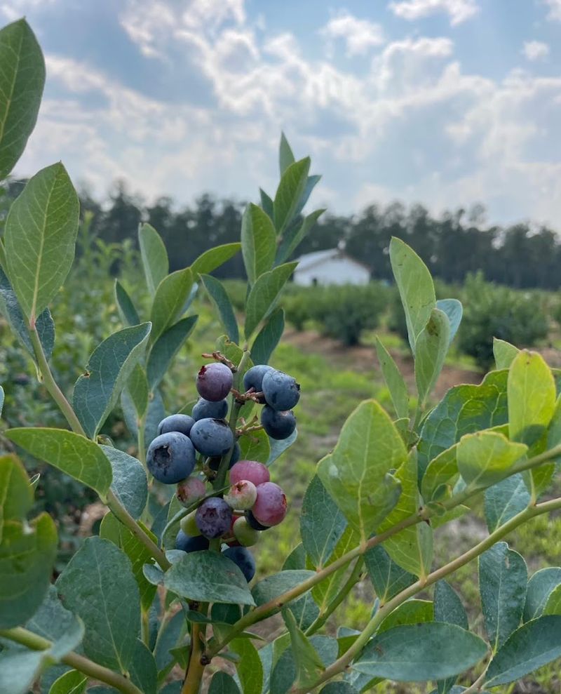 Lively Grove Farms — Bolivia, North Carolina Lively Grove Farms — Bolivia, North Carolina