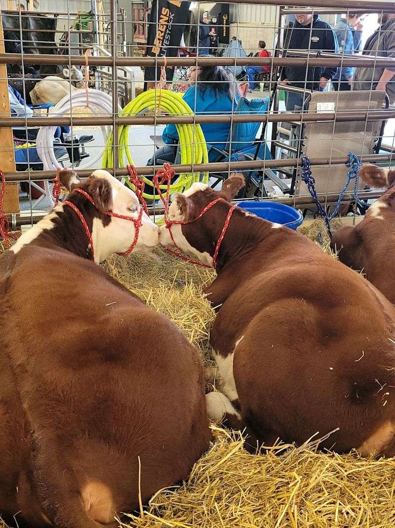 Livestock, 4-H, and the Agricultural Heart of the Fair Livestock, 4-H, and the Agricultural Heart of the Fair