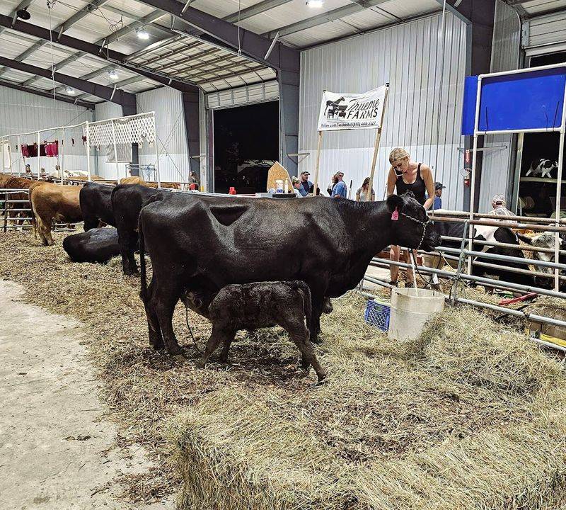 Livestock Barns Where Farm Life Gets Real