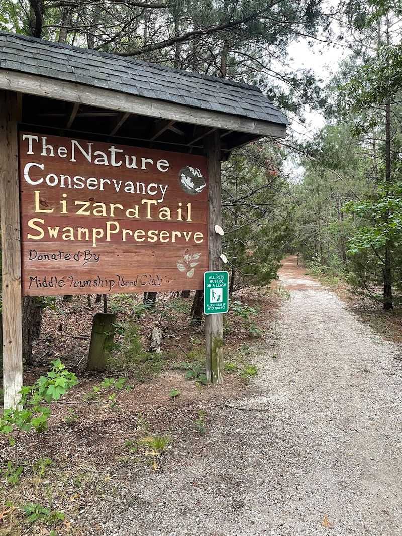 Lizard Tail Swamp Preserve, Middle Township, New Jersey Lizard Tail Swamp Preserve, Middle Township, New Jersey