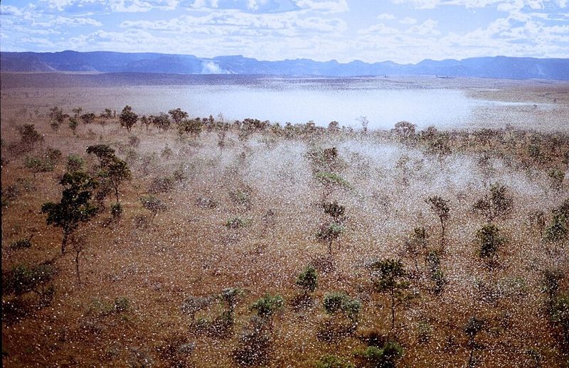 Locust Swarms, East Africa and the Middle East