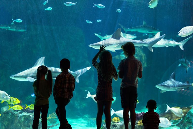 Loveland Living Planet Aquarium