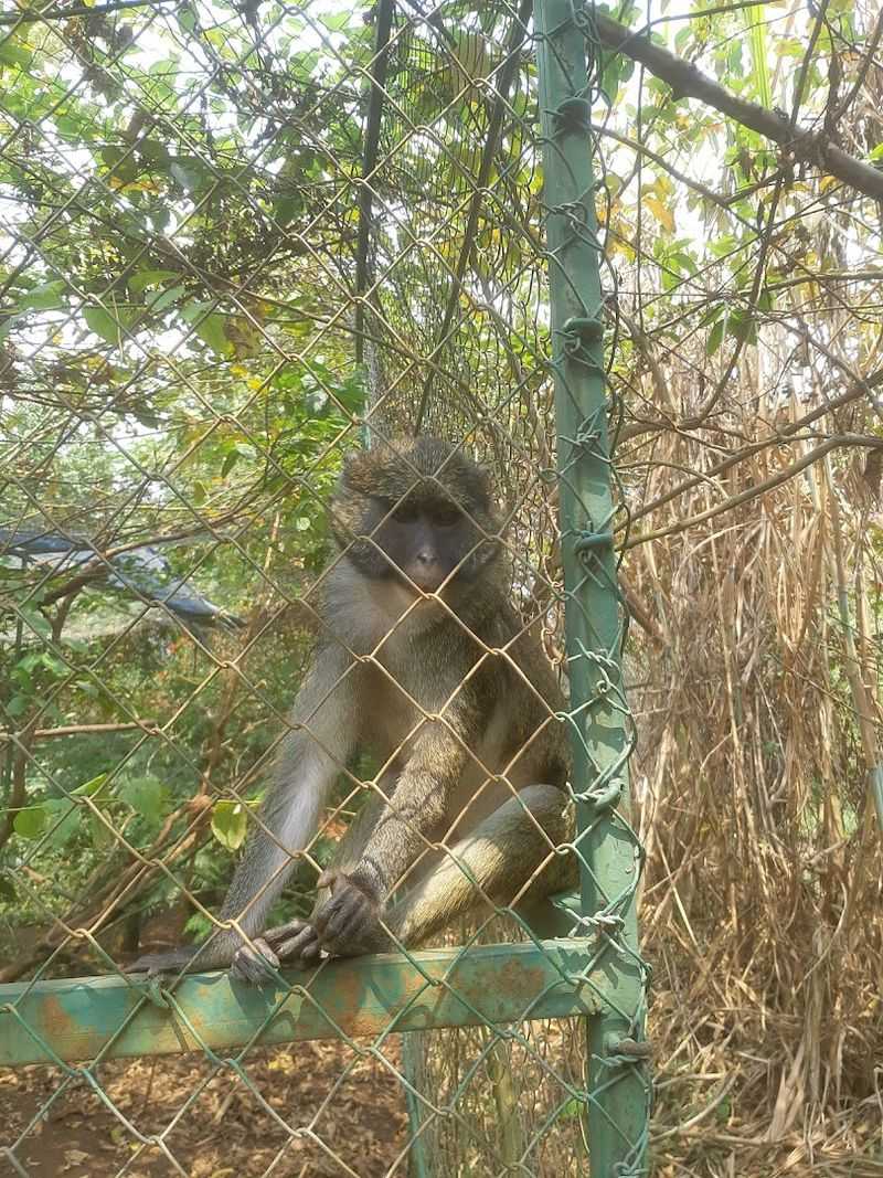 Lwiro Primates Rehabilitation Center, Democratic Republic of the Congo