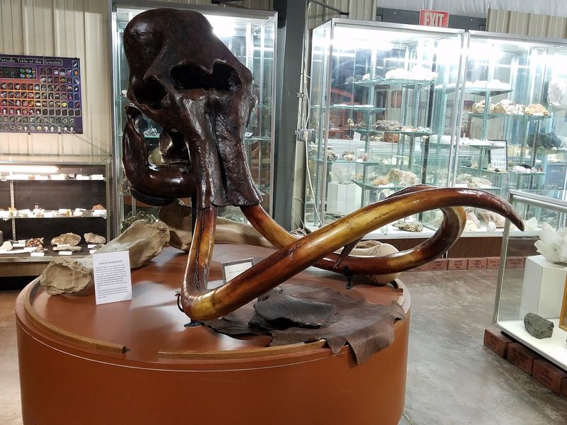 Mammoths, Sloths, and the Ice Age Collection