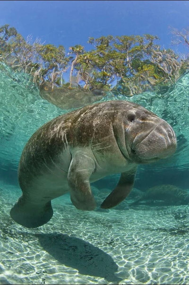 Manatee Sightings in the Crystal-Clear Springs