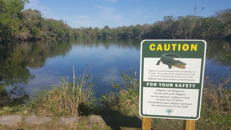 Manatees and Wildlife: What You Might Spot in the Water