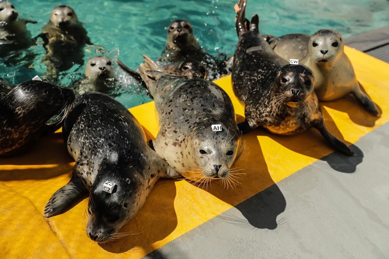 Marine Mammal Center - Sausalito, California