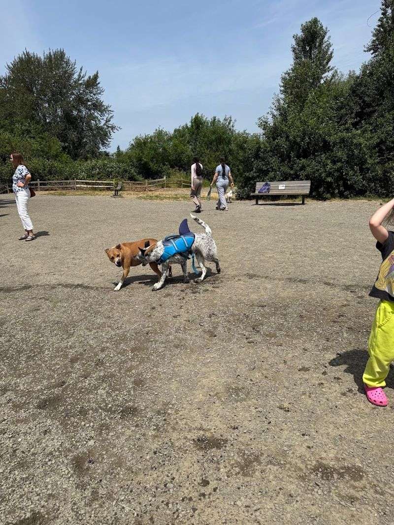 Marymoor Park Off-Leash Dog Area - Redmond, Washington Marymoor Park Off-Leash Dog Area - Redmond, Washington