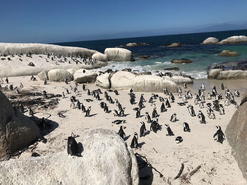 Boulders Beach, South Africa