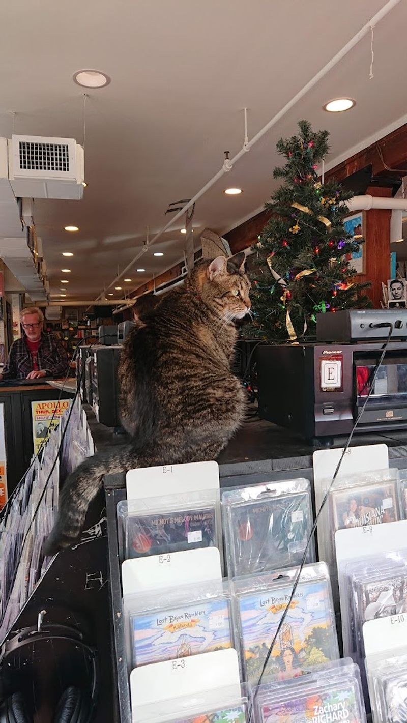 Meet Snooks, the Store's Famous Feline Resident Meet Snooks, the Store's Famous Feline Resident