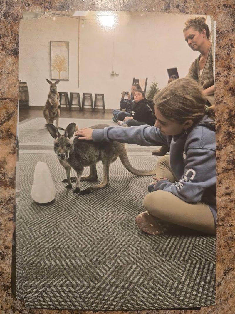 Meet and Greet Sessions With Adult Kangaroos Meet and Greet Sessions With Adult Kangaroos