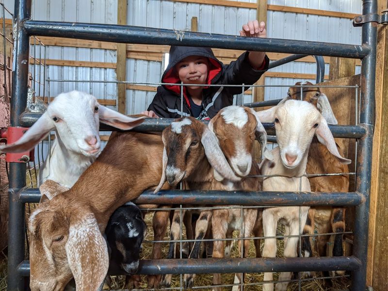 Meet the Animals: Goats, Mini Horses, and More Than You Expected Meet the Animals: Goats, Mini Horses, and More Than You Expected