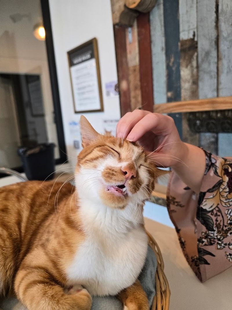 Meet the Cats: A Rotating Cast of Personalities Meet the Cats: A Rotating Cast of Personalities