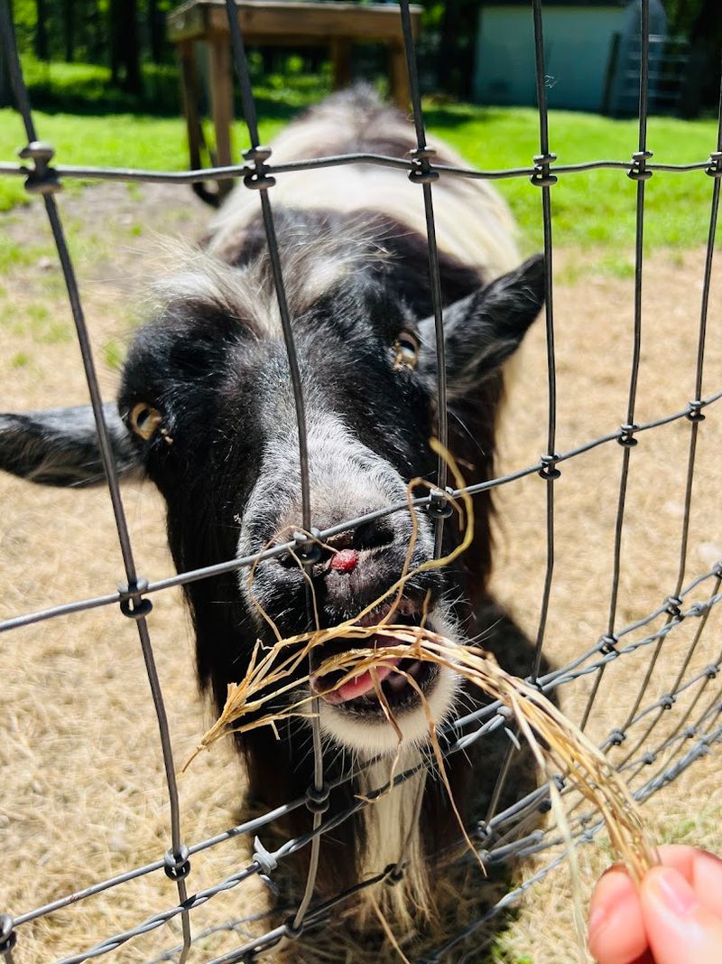 Meet the Farm Animals: Goats, Donkeys, and a Lot of Charm Meet the Farm Animals: Goats, Donkeys, and a Lot of Charm