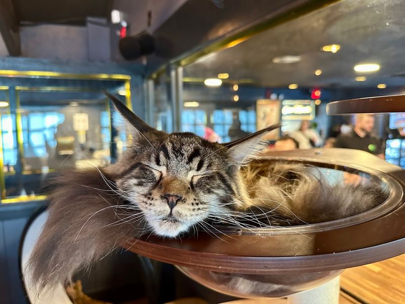 Meet the Stars: The Maine Coon Residents