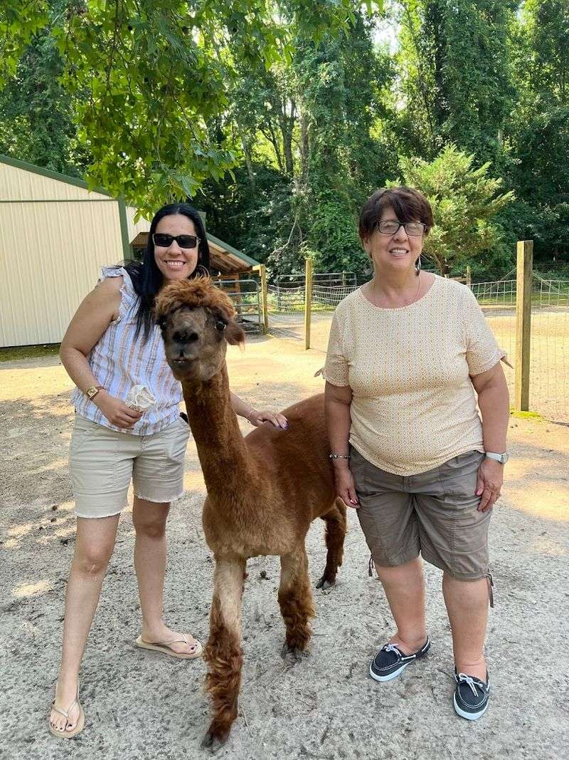 Meeting the Alpacas Up Close