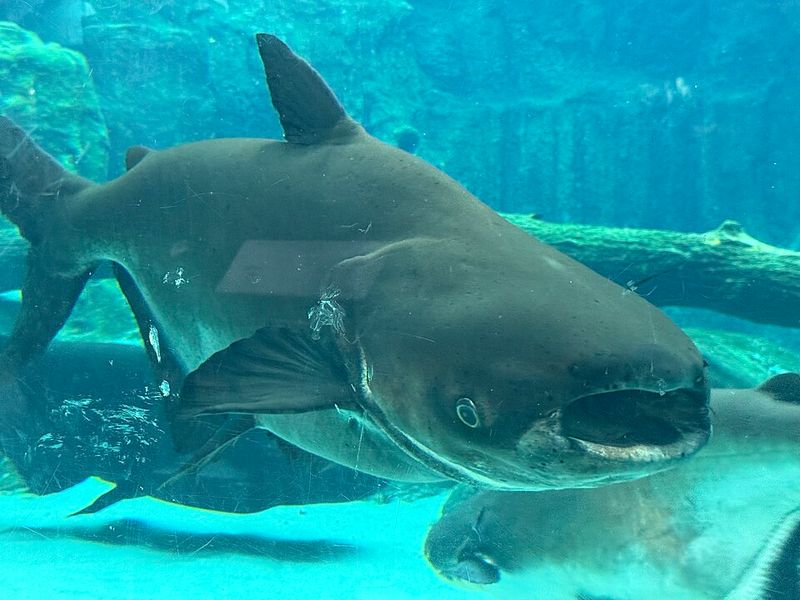 Mekong Giant Catfish (Pangasianodon gigas) Mekong Giant Catfish (Pangasianodon gigas)