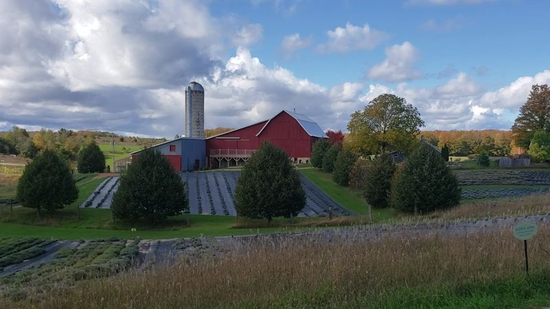 Michigan's Largest Commercial Lavender Farm and Its Fascinating Origin Story Michigan's Largest Commercial Lavender Farm and Its Fascinating Origin Story