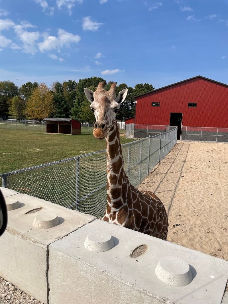 Michigan's Only Drive-Thru Safari Is Exactly as Wild as It Sounds Michigan's Only Drive-Thru Safari Is Exactly as Wild as It Sounds