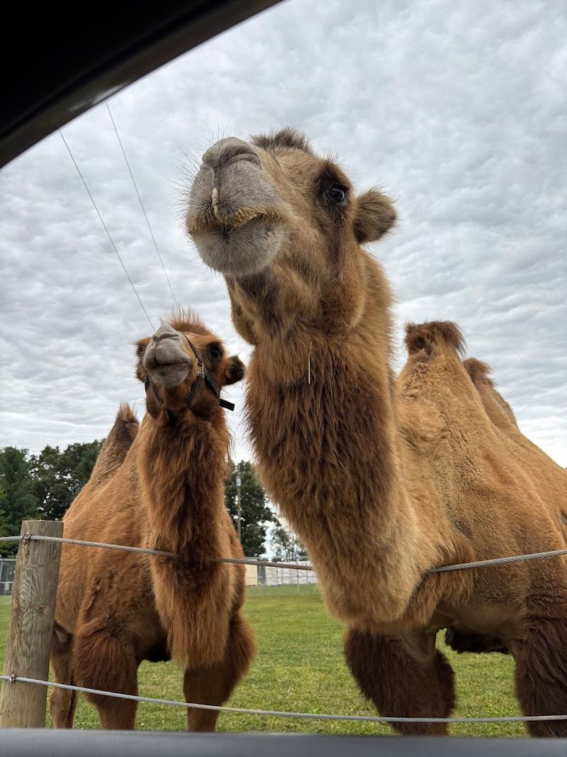 Michigan's Only Drive-Thru Safari Is Exactly as Wild as It Sounds