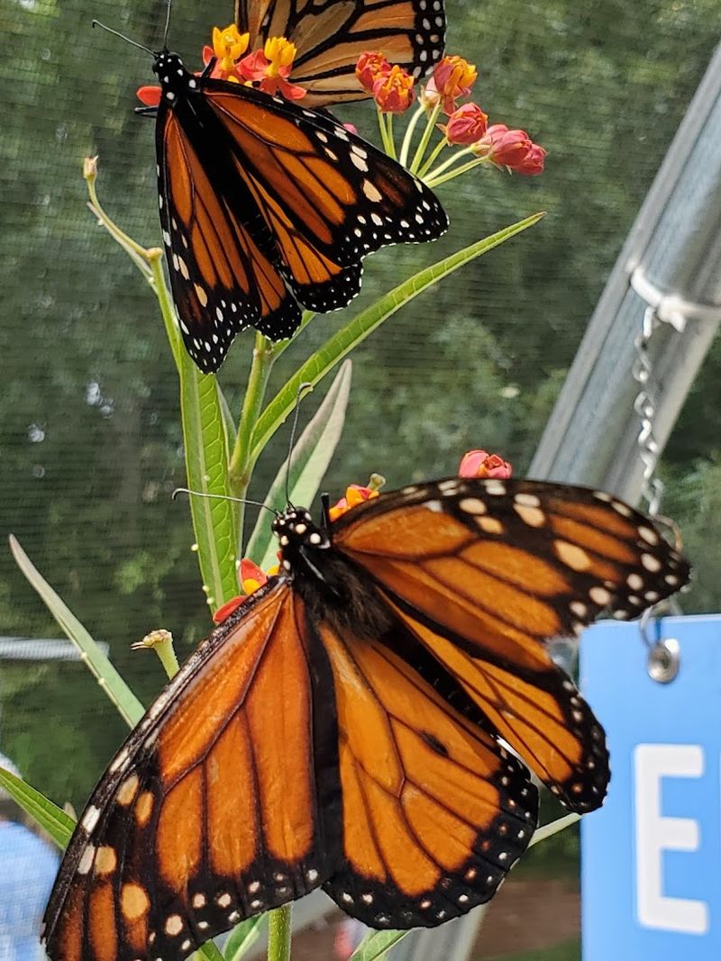 Monarch Butterflies, Watermelon Patches, and Wandering the Grounds